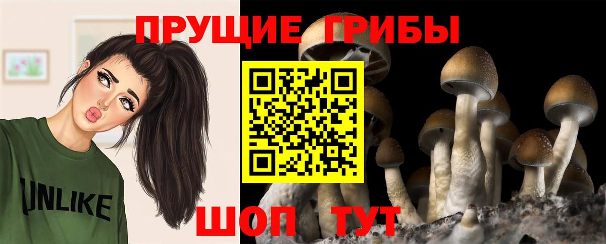 Азнакаево  Псилоцибиновые грибы Psilocybe  Вход с VPN 